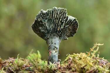 Fotografie getiteld "Un champignon singu…" door Hoang Cong Minh, Origineel Kunstwerk, Niet gemanipuleerde fotografie