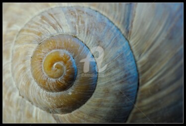 Photography titled "Colimaçon" by Frederic Hodiesne, Original Artwork, Non Manipulated Photography