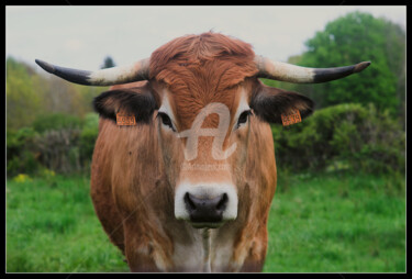 Marguerite, vache de raçe Aubrac Фотография под названием "Marguerite, vache d…" - Frederic Hodiesne, Подлинное произведение искусства, Не манипулируемая фот…