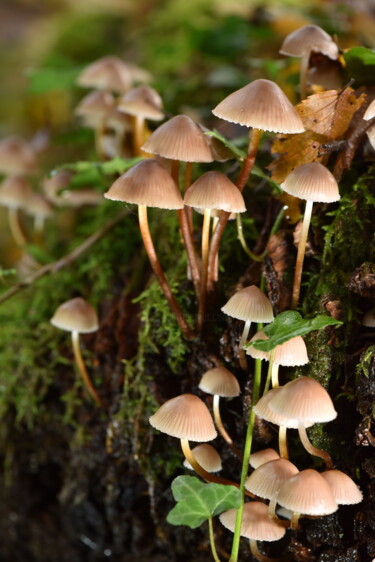 Fotografie getiteld "Champignons poussan…" door Hoang Cong Minh, Origineel Kunstwerk, Niet gemanipuleerde fotografie