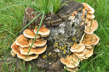 Fotografie getiteld "Champignons poussan…" door Hoang Cong Minh, Origineel Kunstwerk, Niet gemanipuleerde fotografie