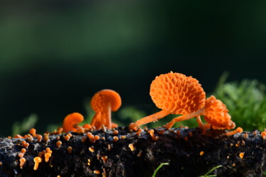 Fotografie getiteld "Champignon à spore…" door Hoang Cong Minh, Origineel Kunstwerk, Niet gemanipuleerde fotografie