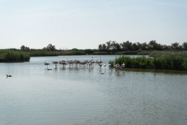 Un groupe de flamants rose au Pont de Gau Photography titled "Un groupe de flaman…" by Coralie Dauzats, Original Artwork, Digital Photography