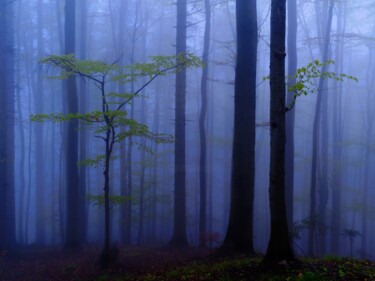 摄影 标题为“Forest fog” 由Jan Brdej, 原创艺术品, 数码摄影