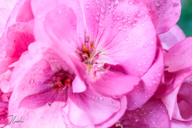 Fotografia intitolato "magic flowers" da Ilesh, Opera d'arte originale, Fotografia digitale