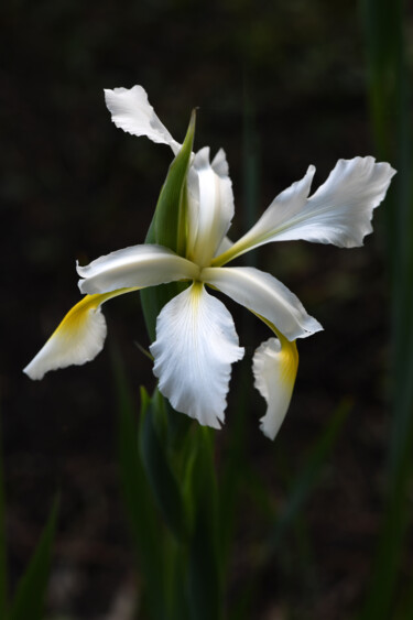 "Iris de Hollande" başlıklı Fotoğraf Hoang Cong Minh (Minh Hoang) tarafından, Orijinal sanat, Fotoşopsuz fotoğraf