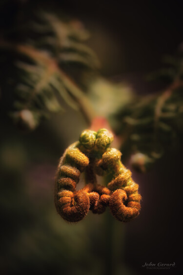 "Efeu, Ivy" başlıklı Fotoğraf John Gerard tarafından, Orijinal sanat, Dijital Fotoğrafçılık