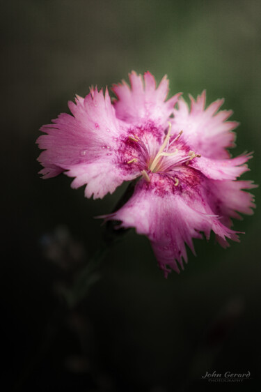 "Nelke , Dianthus" başlıklı Fotoğraf John Gerard tarafından, Orijinal sanat, Dijital Fotoğrafçılık
