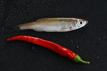 Photography titled "Chili pepper fish" by Hoang Cong Minh (Minh Hoang), Original Artwork, Non Manipulated Photography