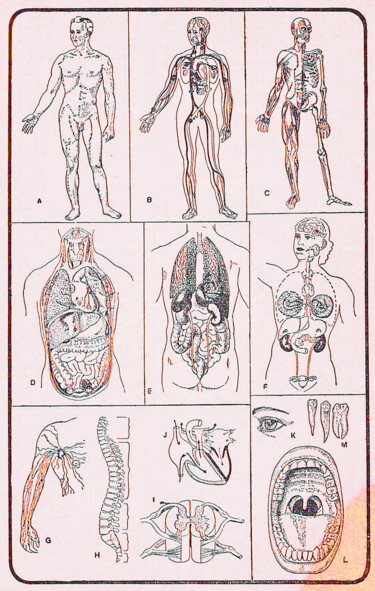 Digitale Kunst mit dem Titel "Human Anatomy I" von Christian Envall, Original-Kunstwerk, 2D digitale Arbeit