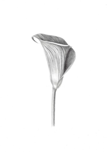 Картина под названием "Calla flower" - Olena Zhylenko, Подлинное произведение искусства, Акварель