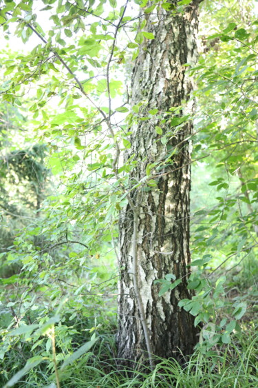 Fotografie getiteld ""In the Forest"" door Svetlana Dorokhina, Origineel Kunstwerk, Digitale fotografie