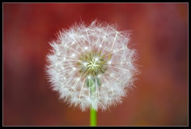 "Macro dandelion" başlıklı Fotoğraf Frederic Hodiesne tarafından, Orijinal sanat, Dijital Fotoğrafçılık