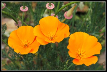 Fleurs d'escholzia orange ou pavots de californie "Fleurs d'escholzia…" başlıklı Fotoğraf Frederic Hodiesne tarafından, Orijinal sanat, Dijital Fotoğrafçılık
