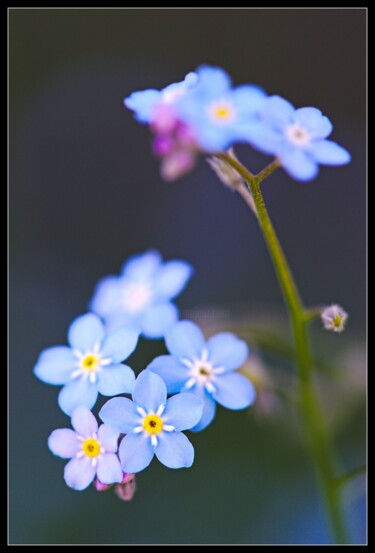 Petites fleurs bleues de myosotis en macro "Petites fleurs bleu…" başlıklı Fotoğraf Frederic Hodiesne tarafından, Orijinal sanat, Dijital Fotoğrafçılık
