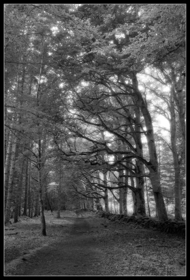 제목이 "Forêt Auvergnate en…"인 사진 Frederic Hodiesne로, 원작, 디지털