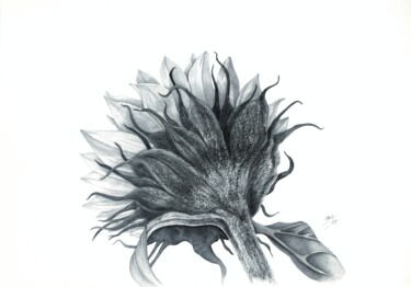 Картина под названием "Midnight sunflower" - Marina Tolkachyova, Подлинное произведение искусства, Графит