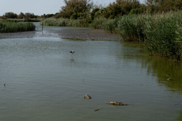 Un petit oiseau au parc ornithologique du Pont de Gau Fotografie mit dem Titel "Un petit oiseau au…" von Coralie Dauzats, Original-Kunstwerk, Digitale Fotografie