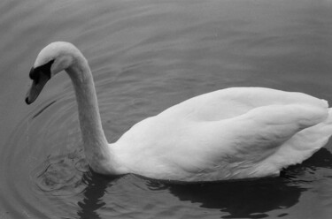 Фотография под названием "Tears of the swan" - Polina Berestovaia, Подлинное произведение искусства, Пленочная фотография