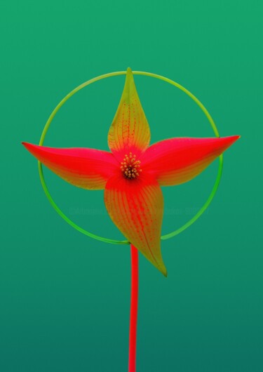 "Minimalistic flower…" başlıklı Fotoğraf Vladyslav Shyrobokov tarafından, Orijinal sanat, Dijital Fotoğrafçılık