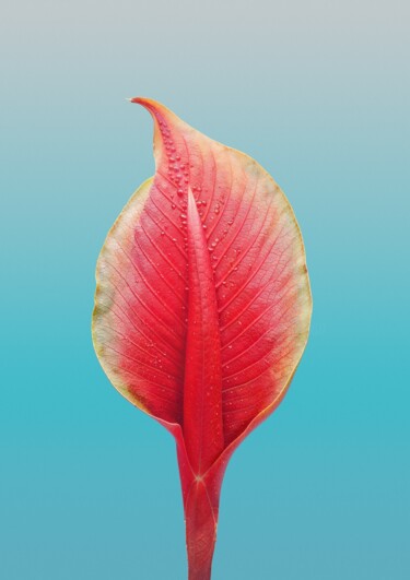 Fotografia intitolato "Minimalistic flower…" da Vladyslav Shyrobokov, Opera d'arte originale, Fotografia digitale