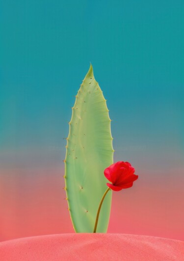 摄影 标题为“Minimalistic flower…” 由Vladyslav Shyrobokov, 原创艺术品, 数码摄影