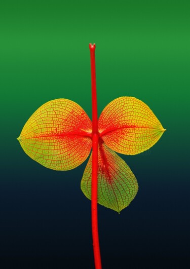 Fotografía titulada "Minimalistic flower…" por Vladyslav Shyrobokov, Obra de arte original, Fotografía digital
