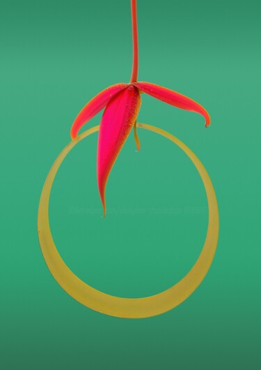 摄影 标题为“Minimalistic flower…” 由Vladyslav Shyrobokov, 原创艺术品, 数码摄影