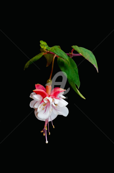 Φωτογραφία με τίτλο "Fuchsia flower agai…" από Benjamin, Αυθεντικά έργα τέχνης, Ψηφιακή φωτογραφία