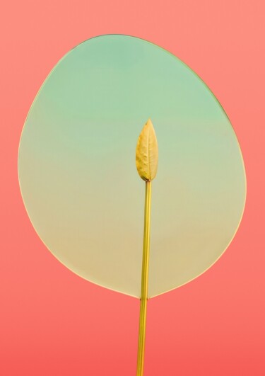 Photography titled "Minimalistic flower…" by Vladyslav Shyrobokov, Original Artwork, Digital Photography