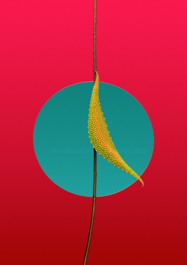 Fotografia intitolato "Minimalistic flower…" da Vladyslav Shyrobokov, Opera d'arte originale, Fotografia digitale
