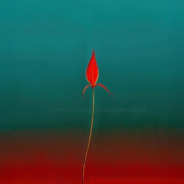 "Minimalistic flower…" başlıklı Fotoğraf Vladyslav Shyrobokov tarafından, Orijinal sanat, Dijital Fotoğrafçılık