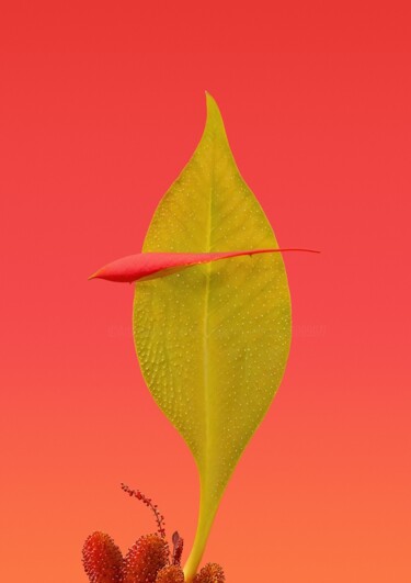 "Minimalistic flower…" başlıklı Fotoğraf Vladyslav Shyrobokov tarafından, Orijinal sanat, Dijital Fotoğrafçılık