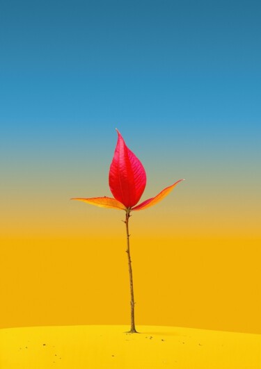 摄影 标题为“Minimalistic flower…” 由Vladyslav Shyrobokov, 原创艺术品, 数码摄影
