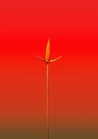 Fotografia intitolato "Minimalistic flower…" da Vladyslav Shyrobokov, Opera d'arte originale, Fotografia digitale