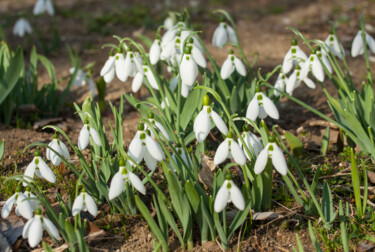 Fotografia intitolato "Snowdrops 1" da Irina Afonskaya, Opera d'arte originale, Fotografia digitale