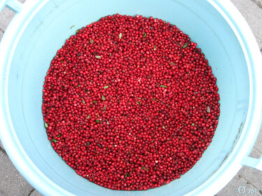 Fotografia intitulada "Lingonberries" por Christian Envall, Obras de arte originais, Fotografia digital