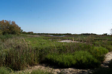 Paysage camarguais au parc ornithologique du Pont de GAU Fotografie mit dem Titel "Paysage camarguais…" von Coralie Dauzats, Original-Kunstwerk, Digitale Fotografie