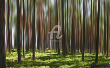 In the summer among the tall trees Фотография под названием "In the summer among…" - Benjamin, Подлинное произведение искусства, Цифровая фотография
