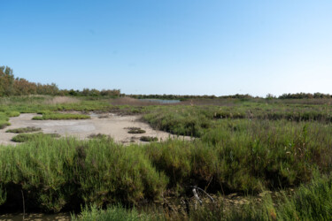 Photo paysage de camargue au parc ornithologique du Pont de Фотография под названием "Photo paysage de ca…" - Coralie Dauzats, Подлинное произведение искусства, Цифровая фотография