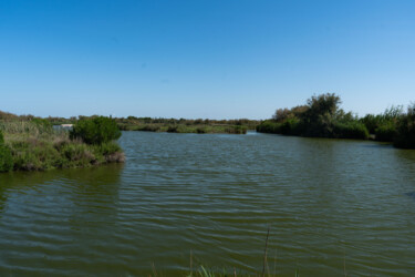 Photo paysage végétal de camargue au parc ornithologique du Фотография под названием "Photo paysage végét…" - Coralie Dauzats, Подлинное произведение искусства, Цифровая фотография