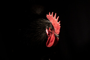 "Le coq de Evelyne" başlıklı Fotoğraf Véronique Marichal tarafından, Orijinal sanat, Dijital Fotoğrafçılık