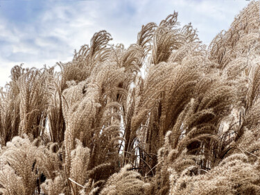 Fotografía titulada "Ohio Grasses" por Robert Haase, Obra de arte original, Fotografía digital