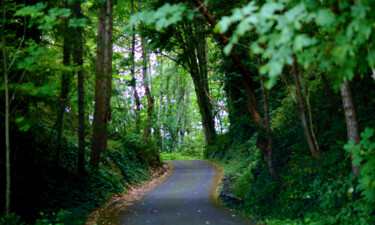 Fotografie getiteld "Woodard Bay Trail" door Robert Haase, Origineel Kunstwerk, Digitale fotografie