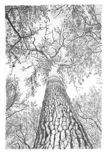 Disegno intitolato "Arbres 109" da Frédéric Jammes, Opera d'arte originale, Grafite