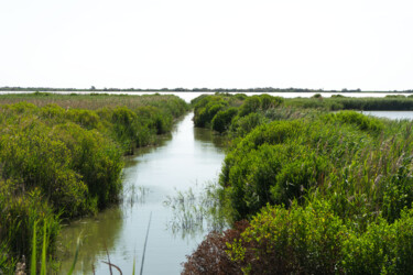 Photo paysage naturel de camargue au parc ornithologique du Fotografie mit dem Titel "Photo paysage natur…" von Coralie Dauzats, Original-Kunstwerk, Digitale Fotografie
