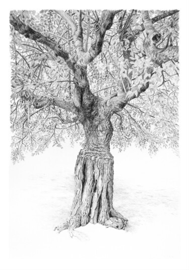 Drawing titled "Arbres 108" by Frédéric Jammes, Original Artwork, Graphite