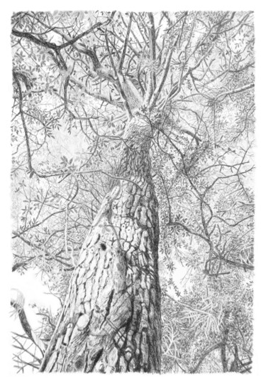 Drawing titled "Arbres 105" by Frédéric Jammes, Original Artwork, Graphite