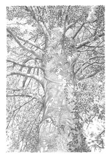 Disegno intitolato "Arbres 106" da Frédéric Jammes, Opera d'arte originale, Grafite