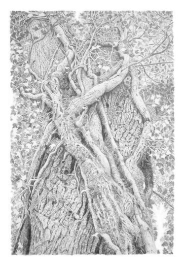 Drawing titled "Arbres 107" by Frédéric Jammes, Original Artwork, Graphite